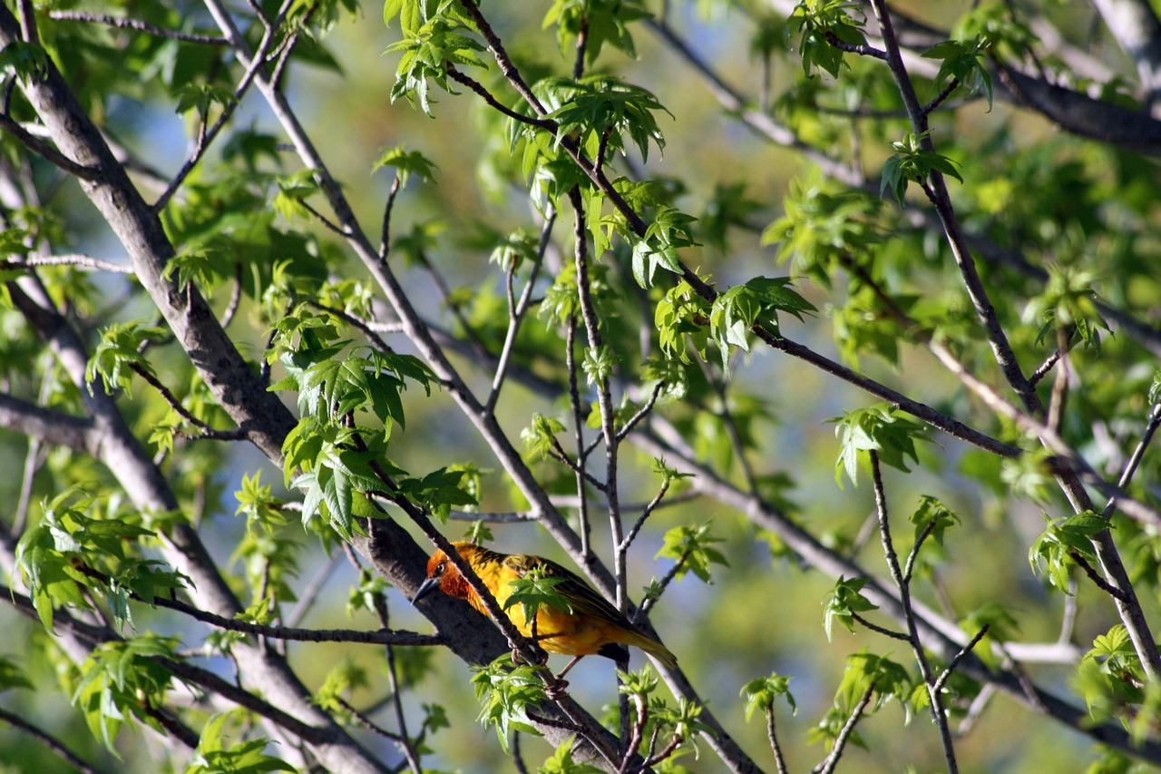 bird yellow red free photo