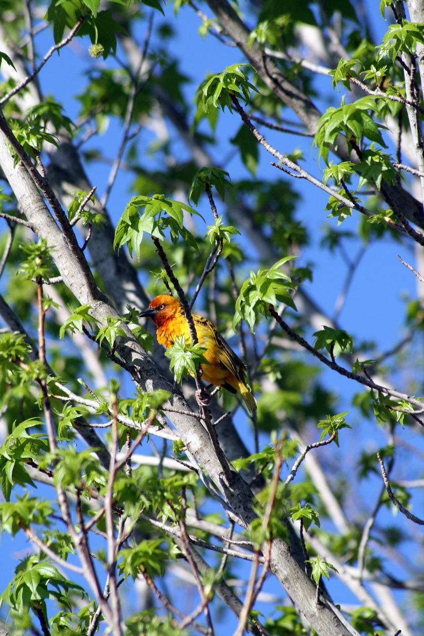 bird yellow red free photo