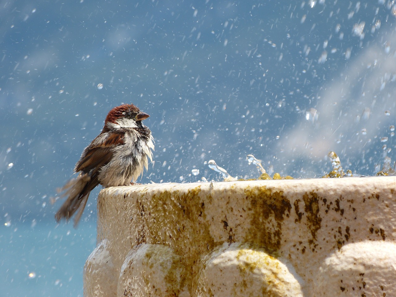 bird drop of water fountain free photo