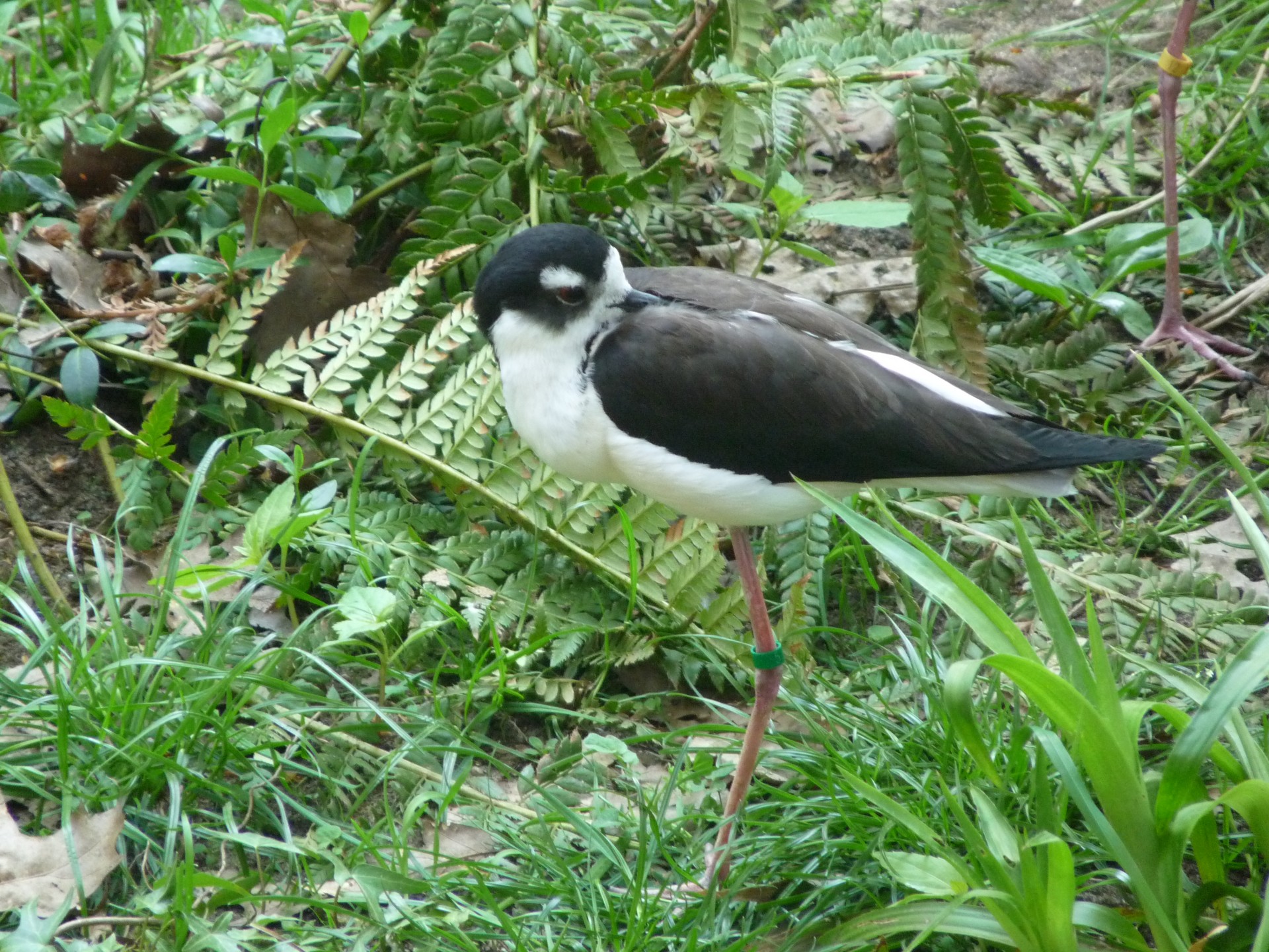 bird black white free photo