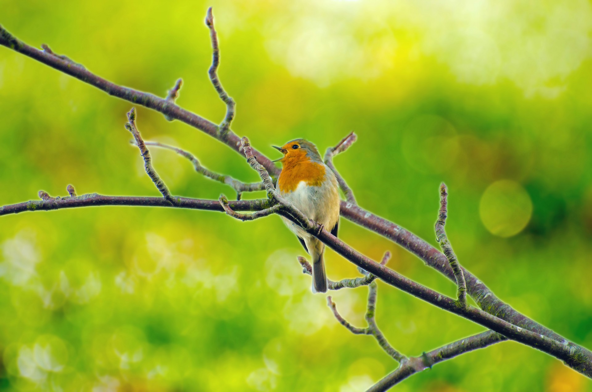 animal bird branch free photo