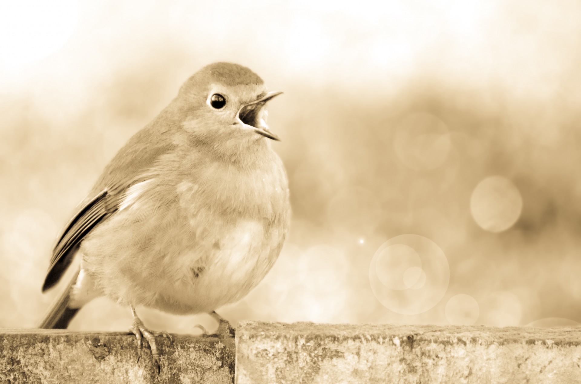 robin bird yellow free photo