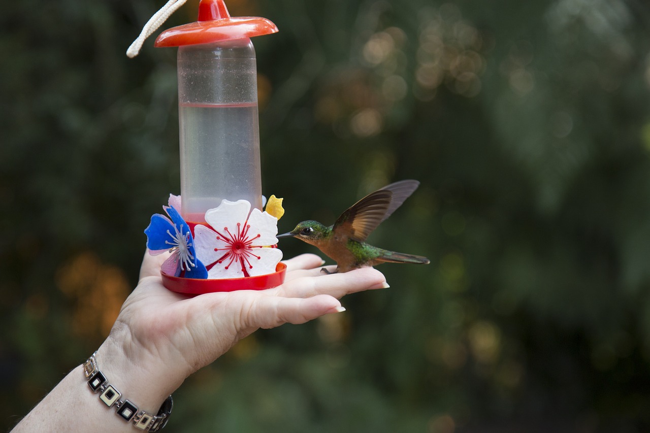 bird hummingbird nature free photo