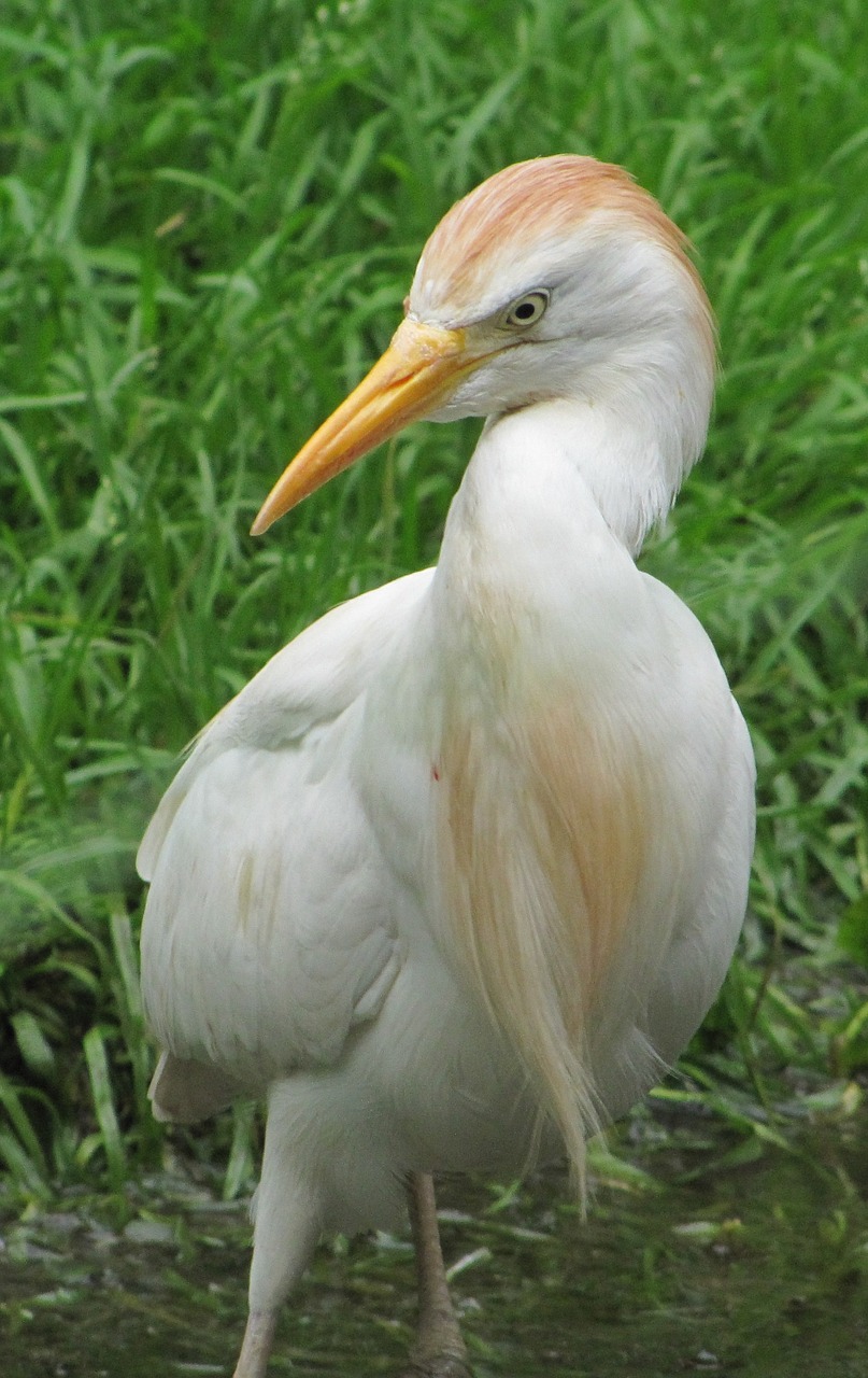 bird bill water bird free photo