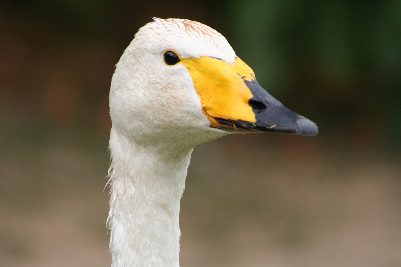 bird goose duck free photo