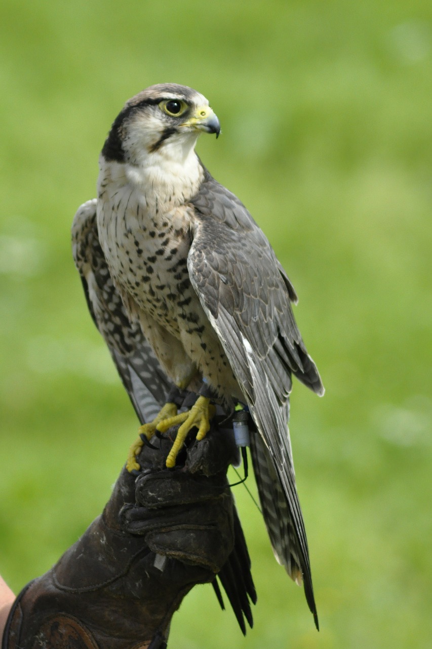 bird falk gyr falcon free photo