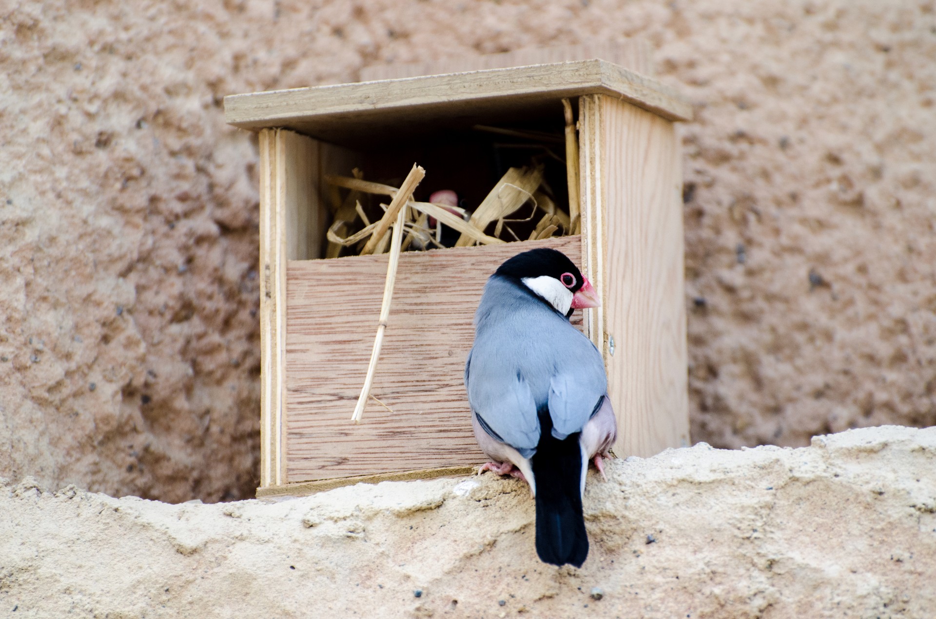 bird lonchura island free photo