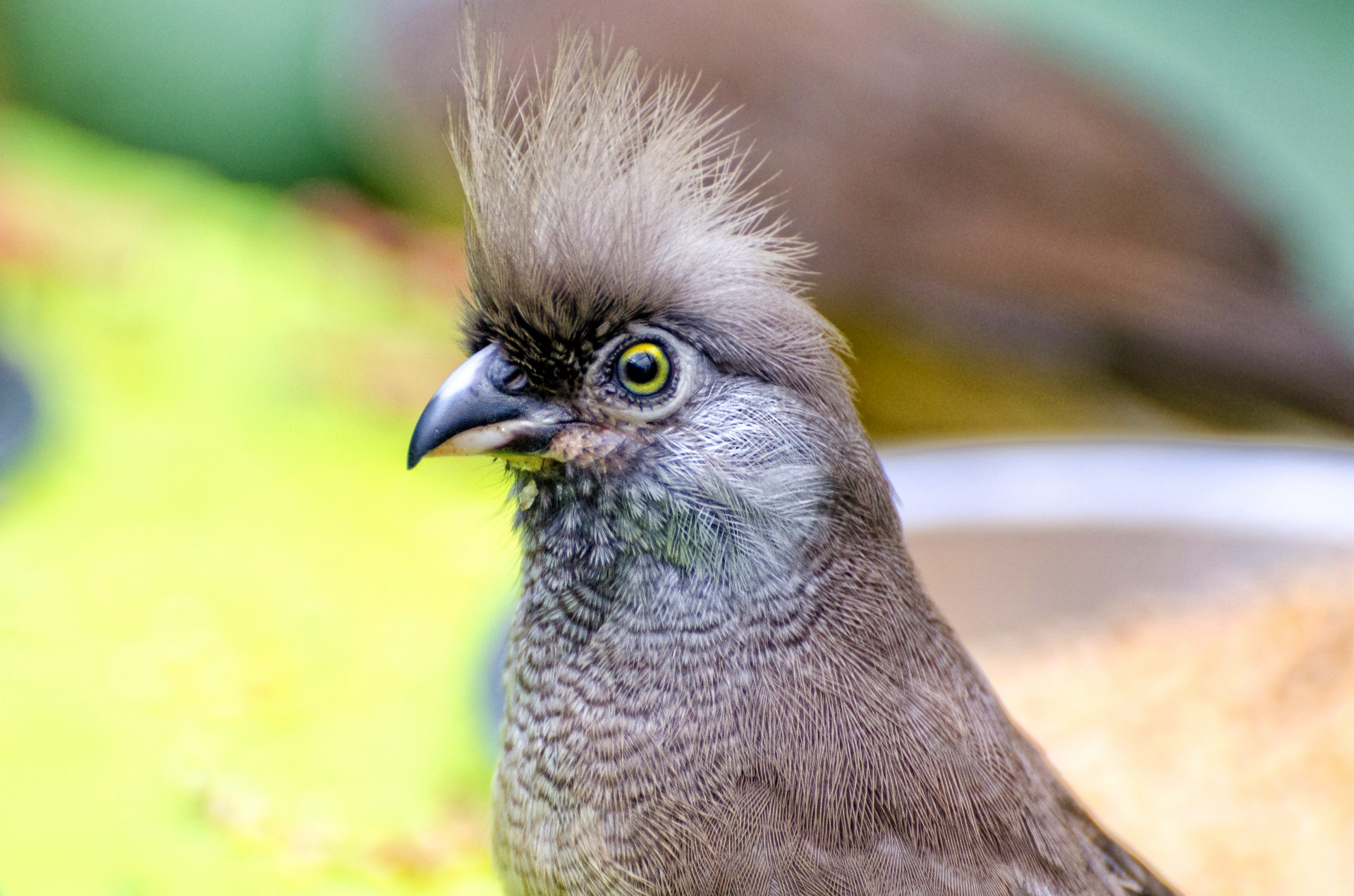 beak beauty bird free photo