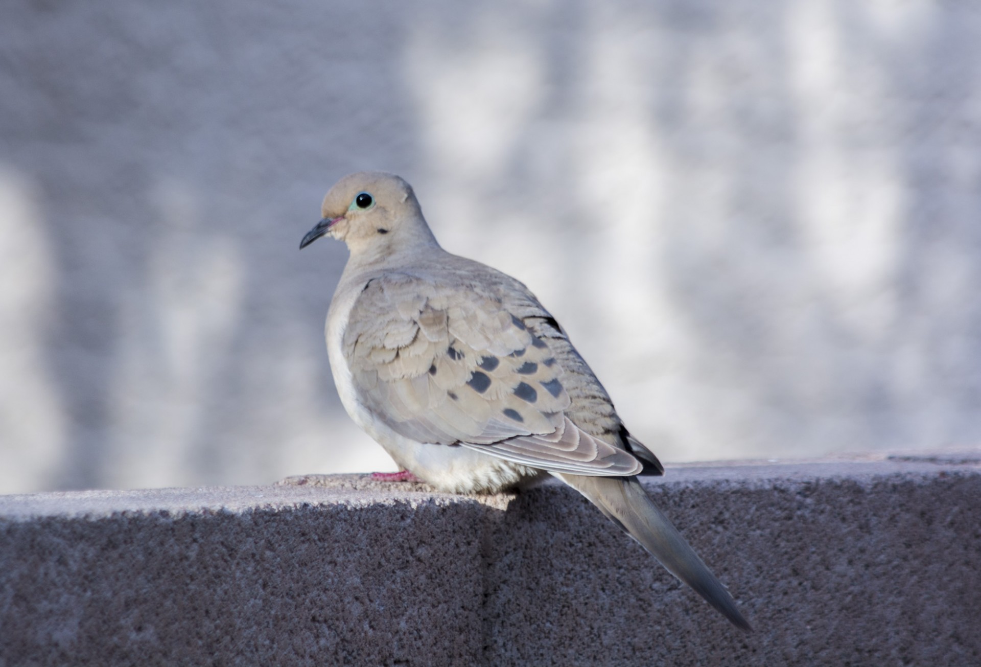 bird nature brown free photo