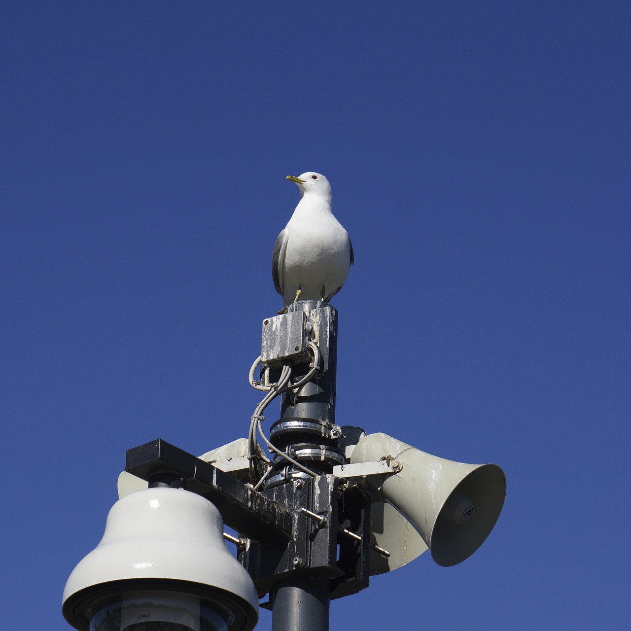 bird seagull speaker free photo