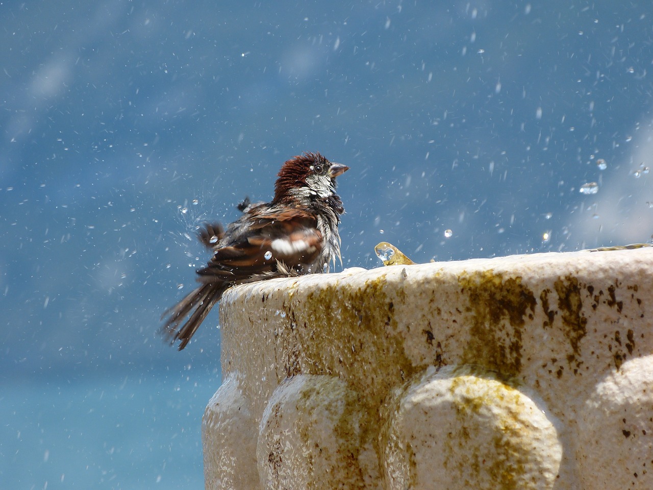 bird wash fountain free photo