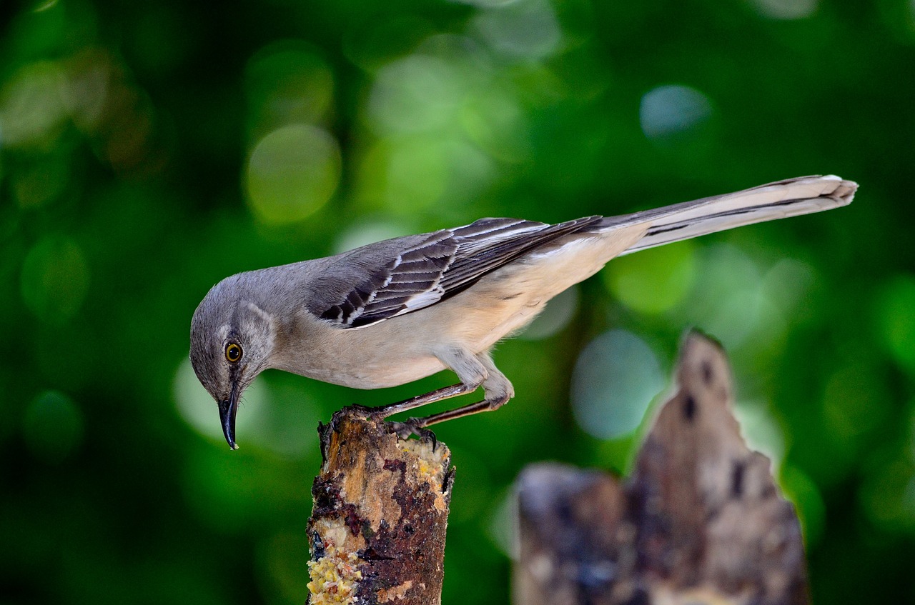 bird nature outdoors free photo