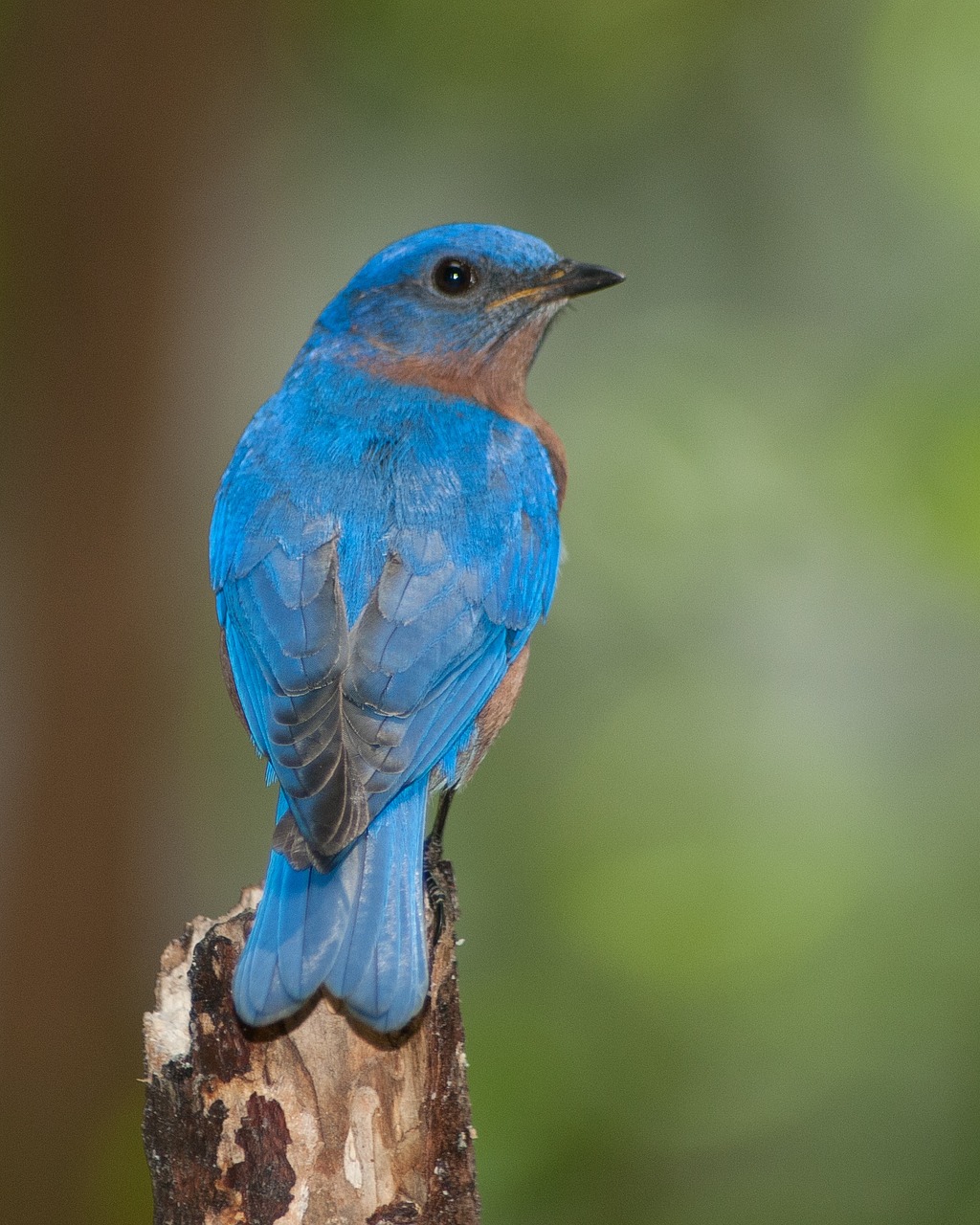 bird nature outdoors free photo