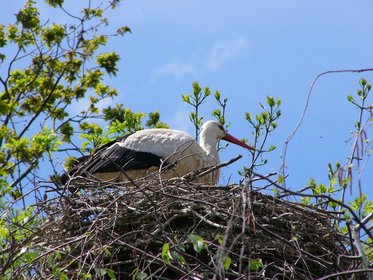 bird stork nest free photo