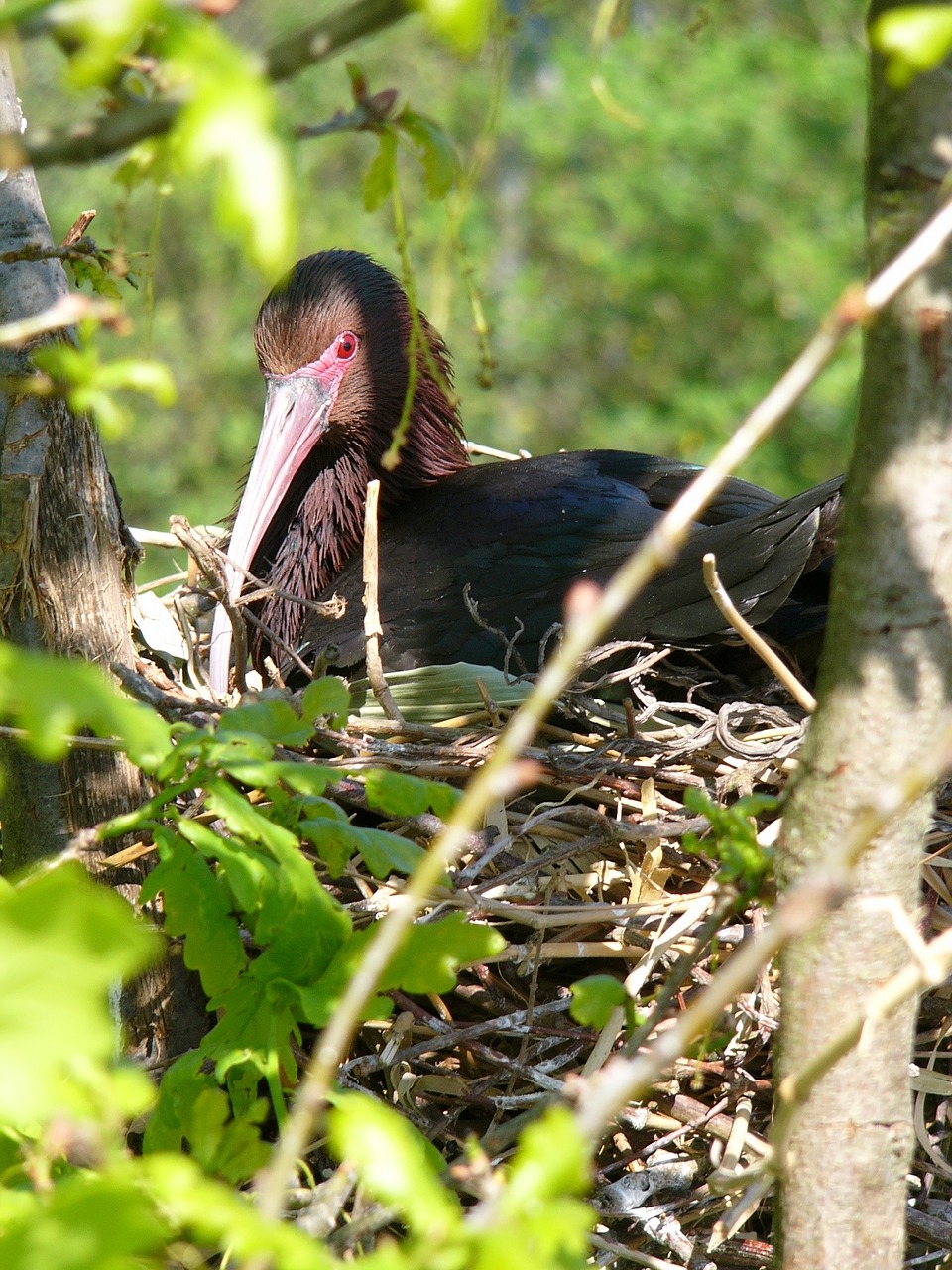 bird nest nature free photo