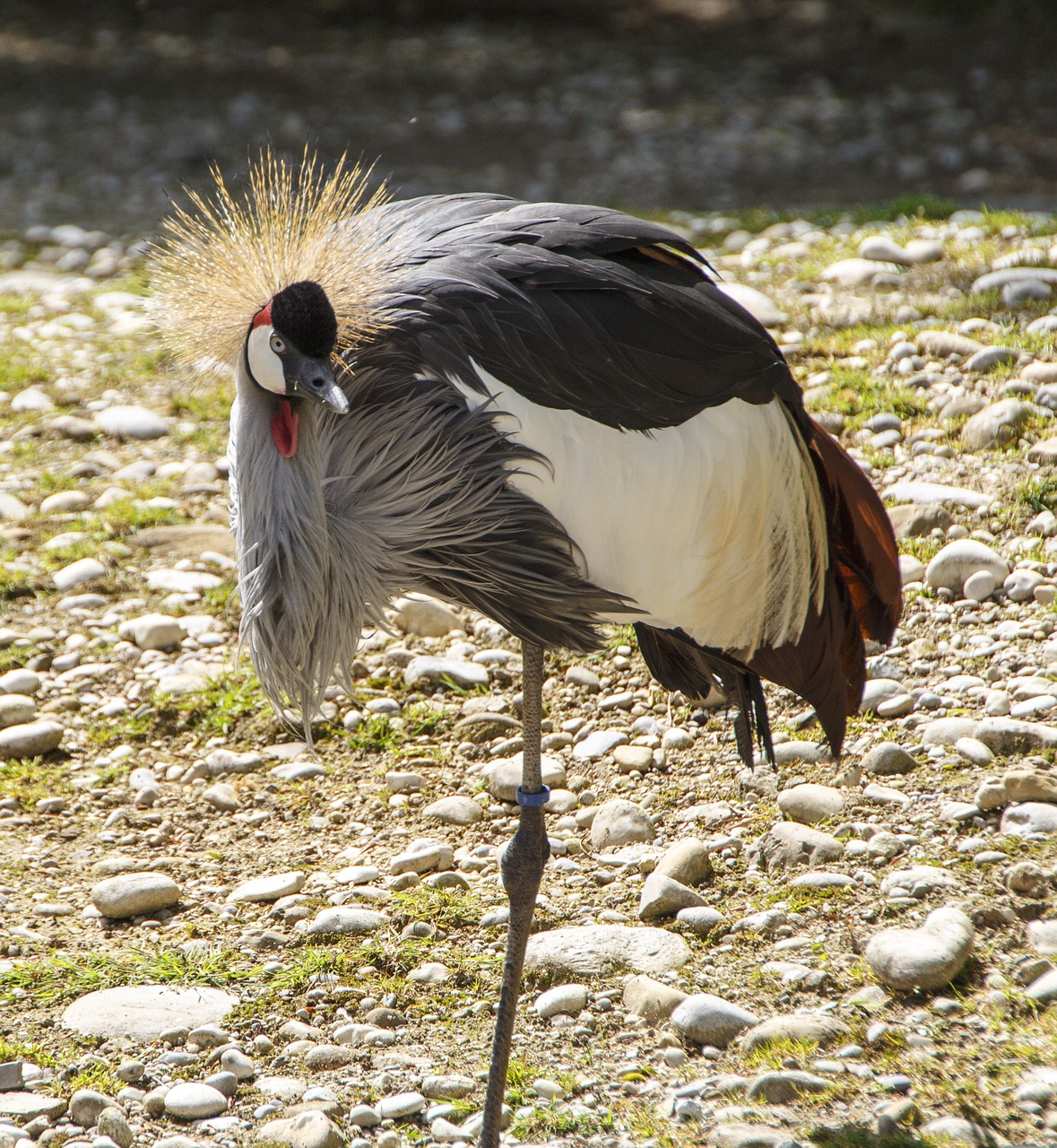 bird crane inch zoo free photo