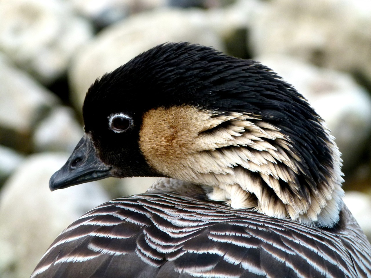 bird hawaiien goose bird reserve free photo