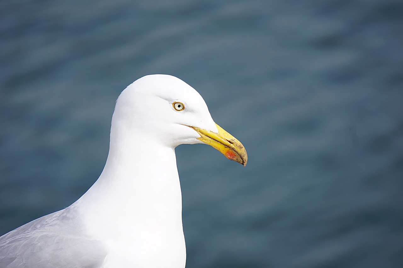 bird gull sea ​​bird free photo