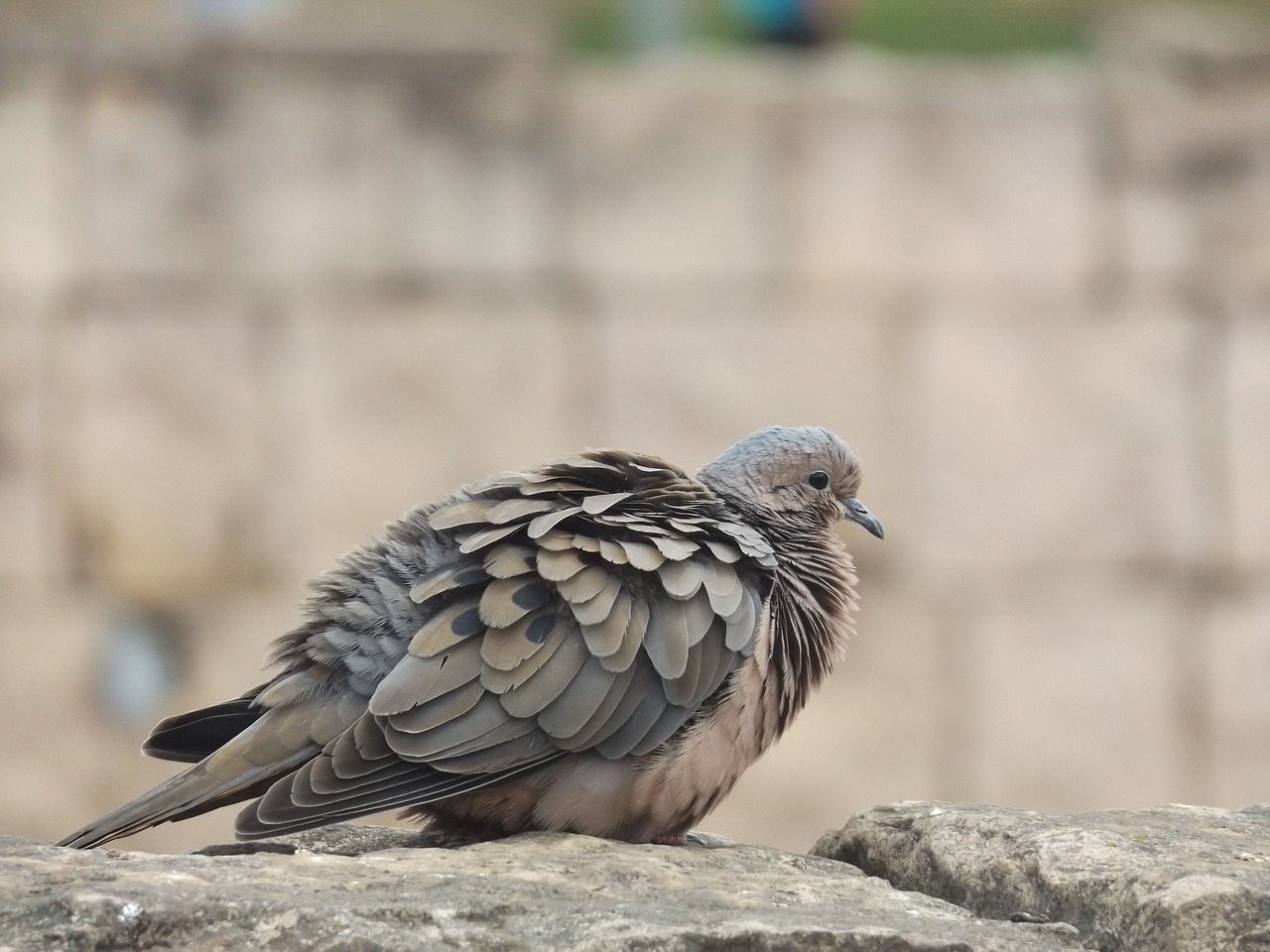 bird paloma nature free photo