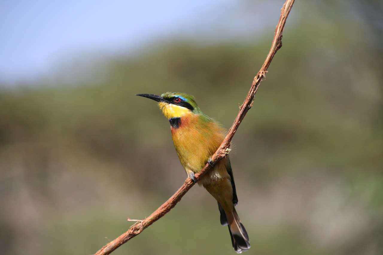 bird africa nature free photo