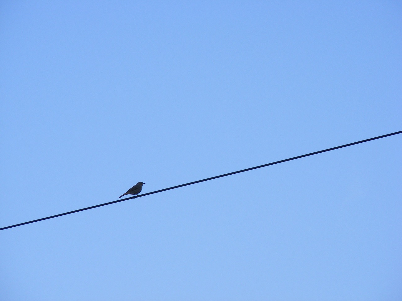 bird sitting wire free photo