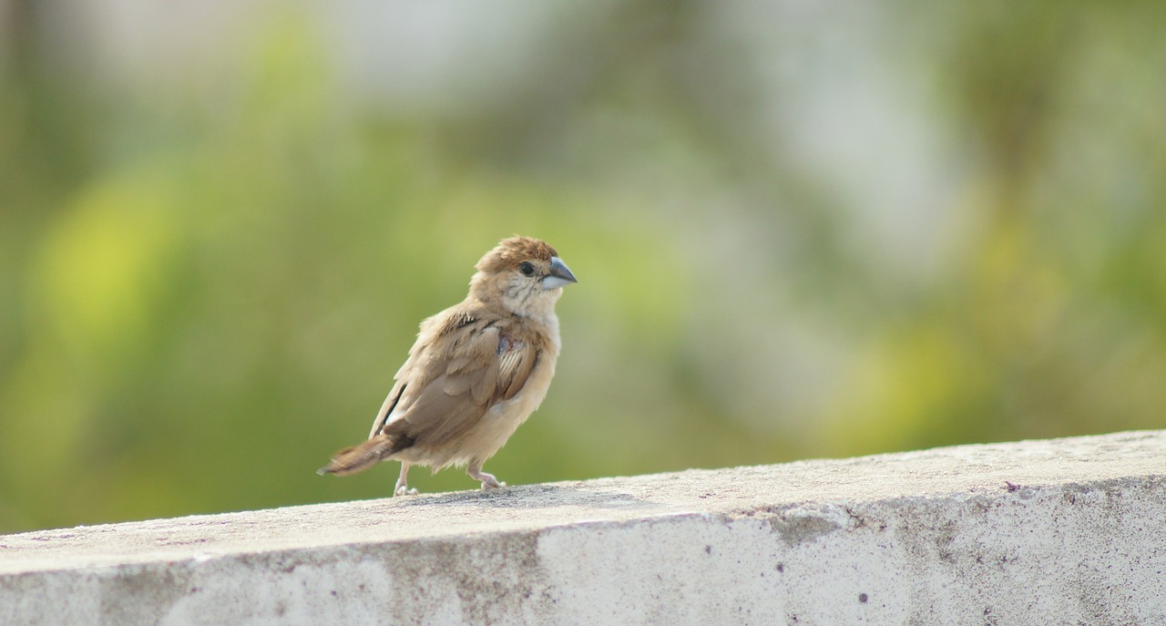 bird fly wings free photo