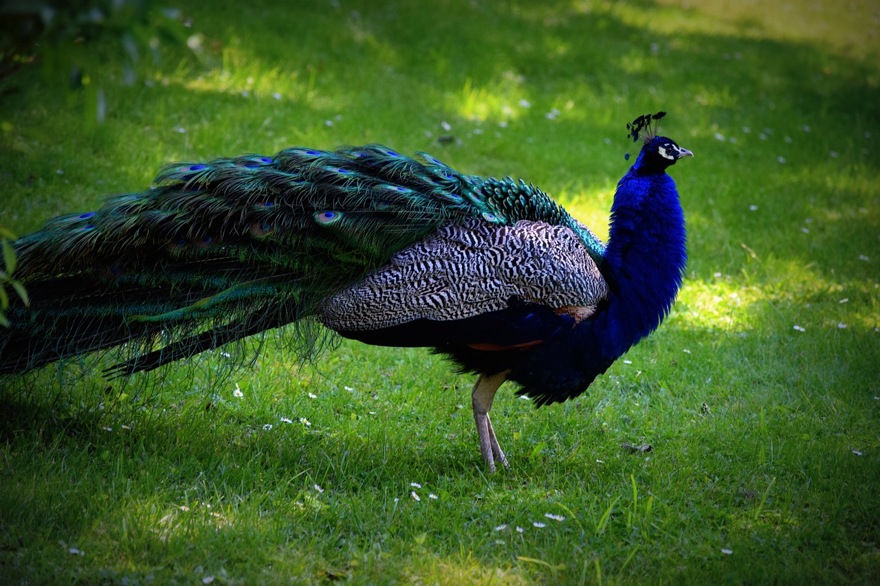 bird peacock color free photo