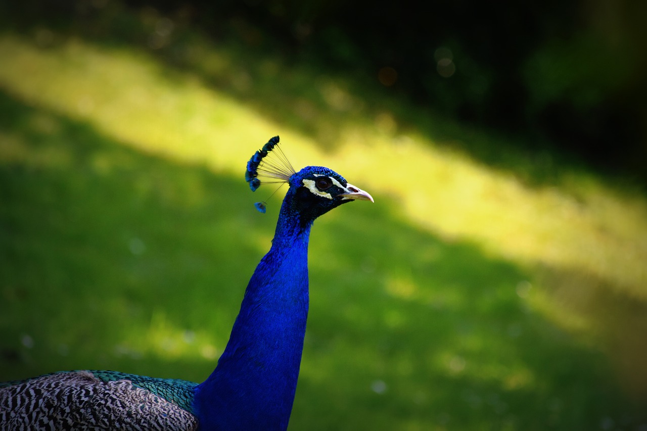 bird peacock color free photo