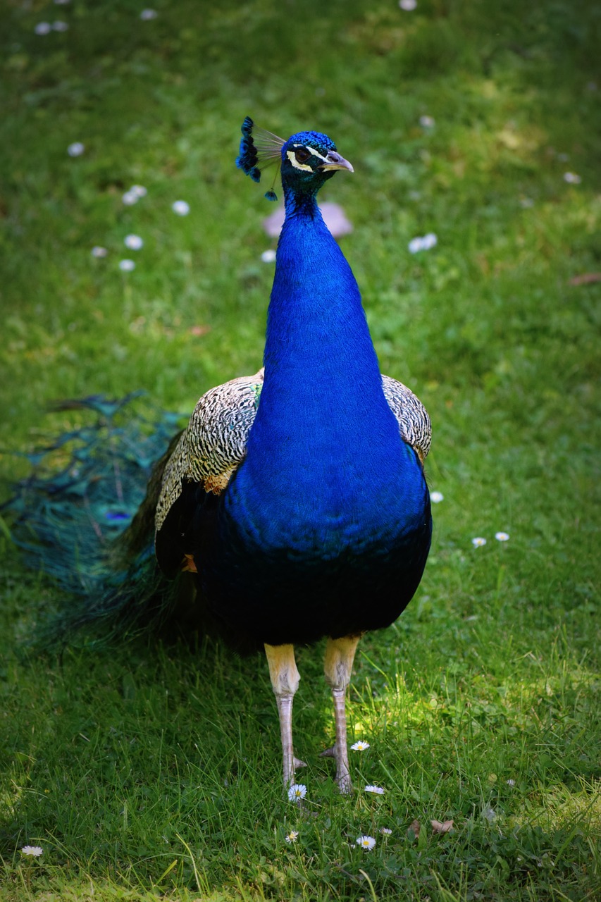 bird peacock color free photo