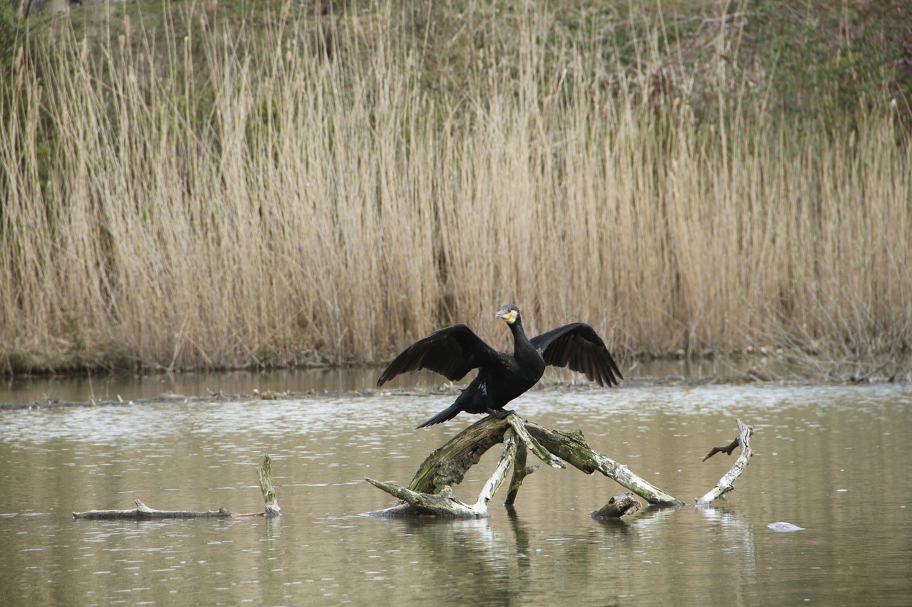 bird wing animal free photo