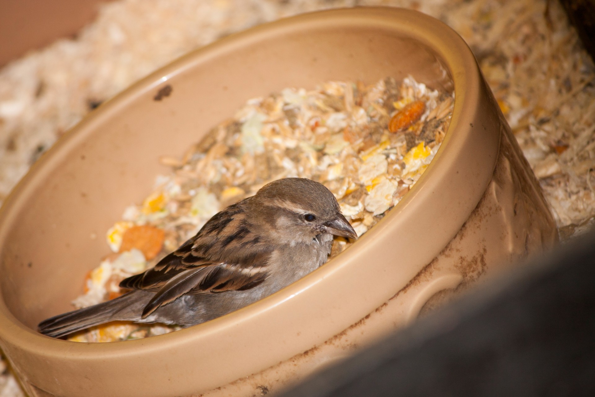 bird sparrow cute free photo