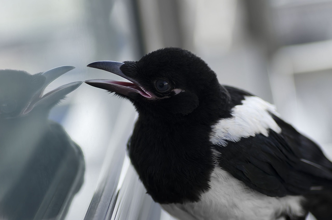 bird magpie animal free photo