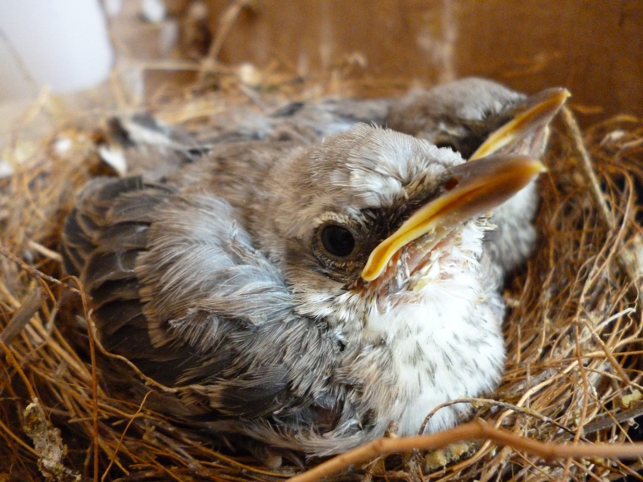 bird ave turtledove free photo