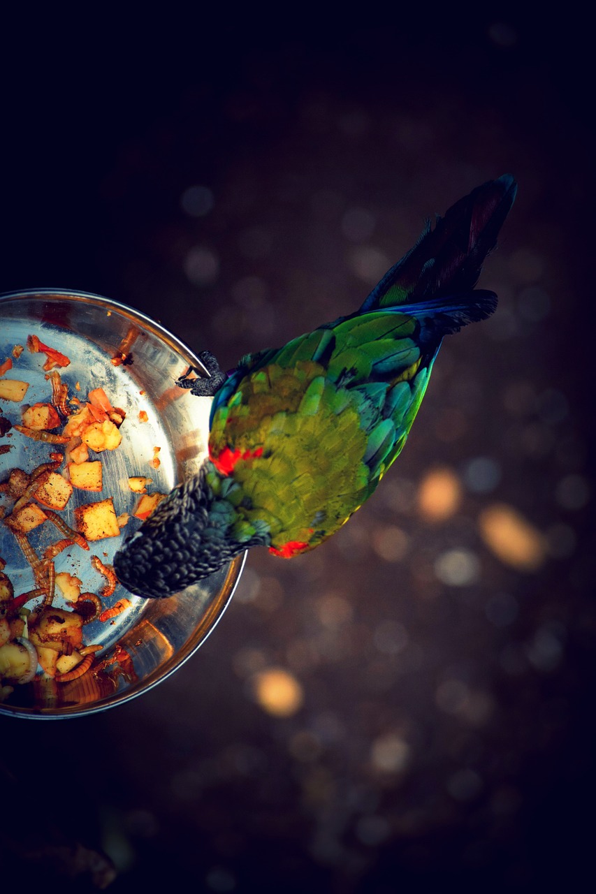 bird food color free photo