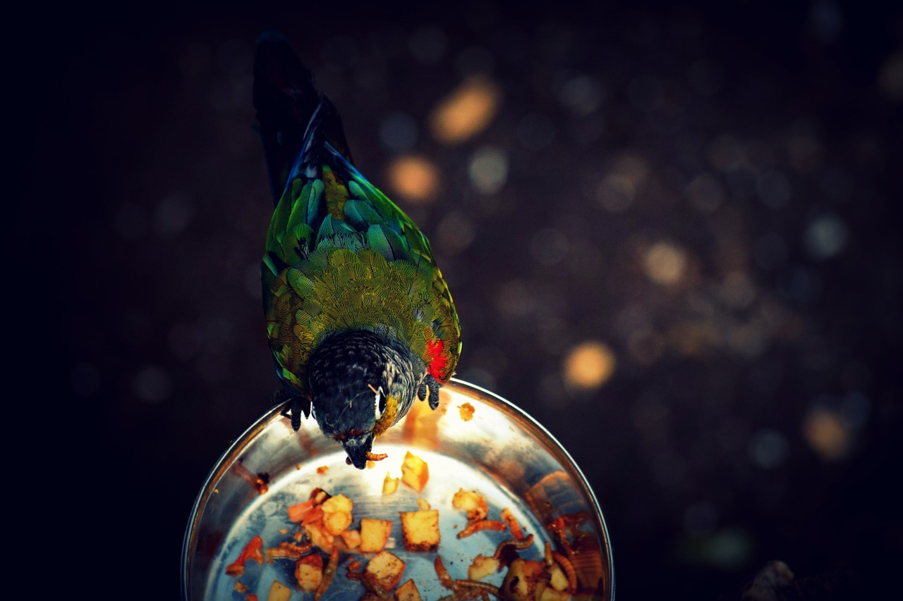 bird food color free photo