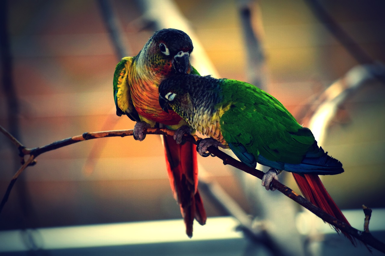 bird color parrot free photo