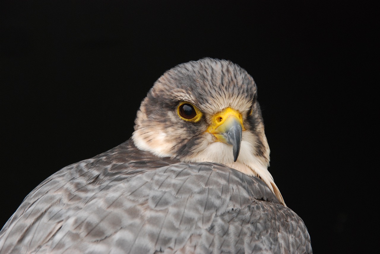 bird bird of prey beak free photo