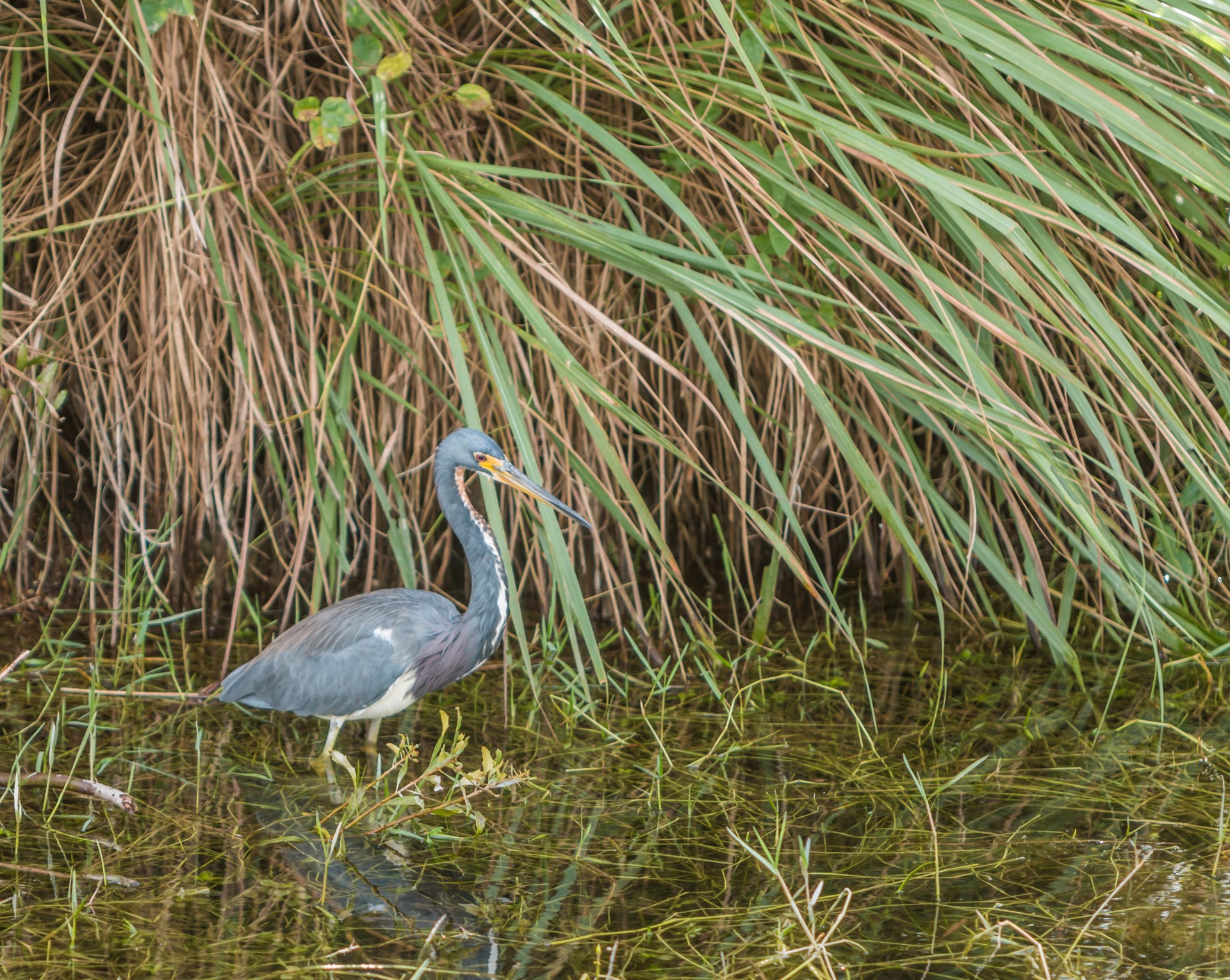 bird lake color free photo