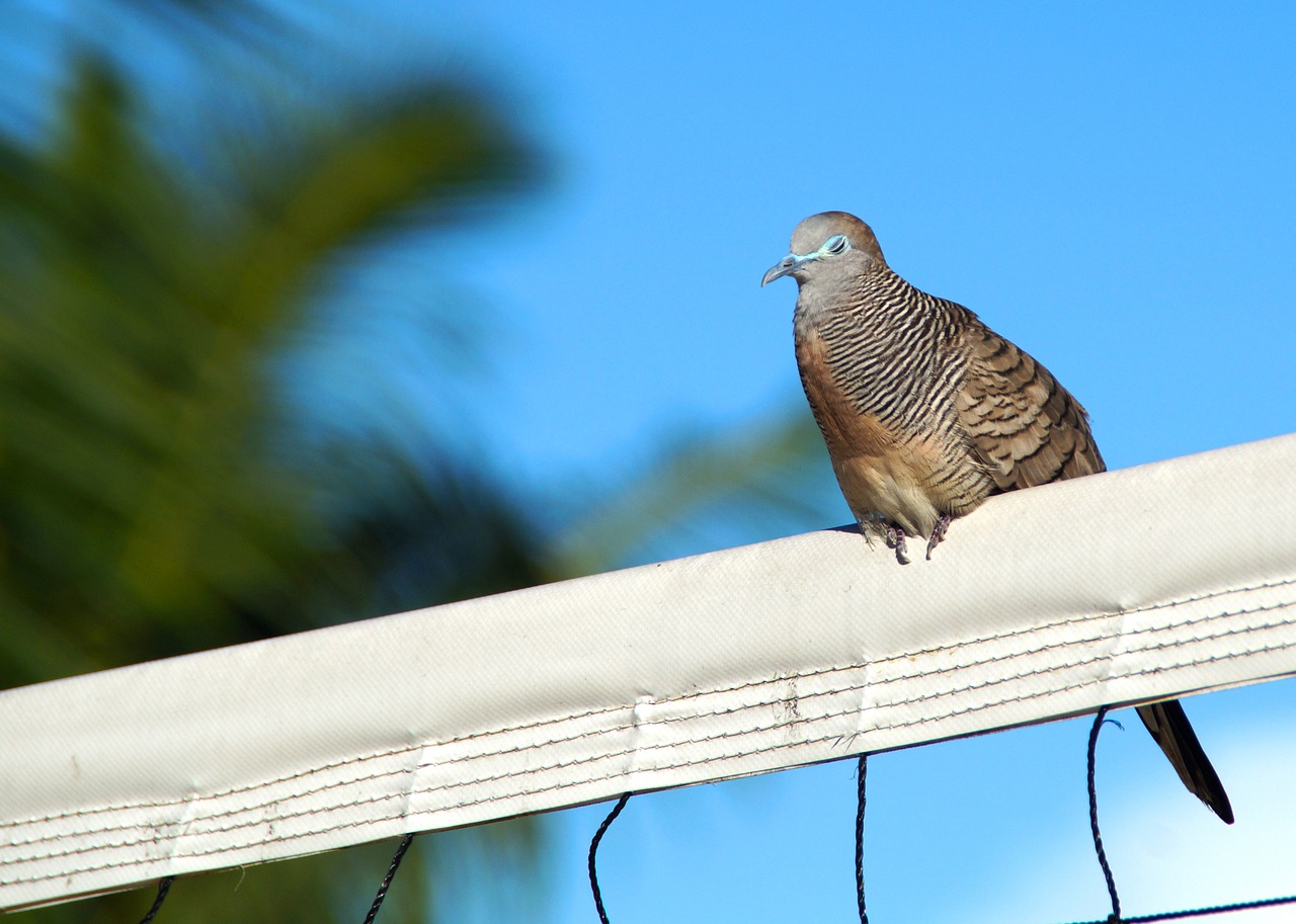 bird animal nature free photo