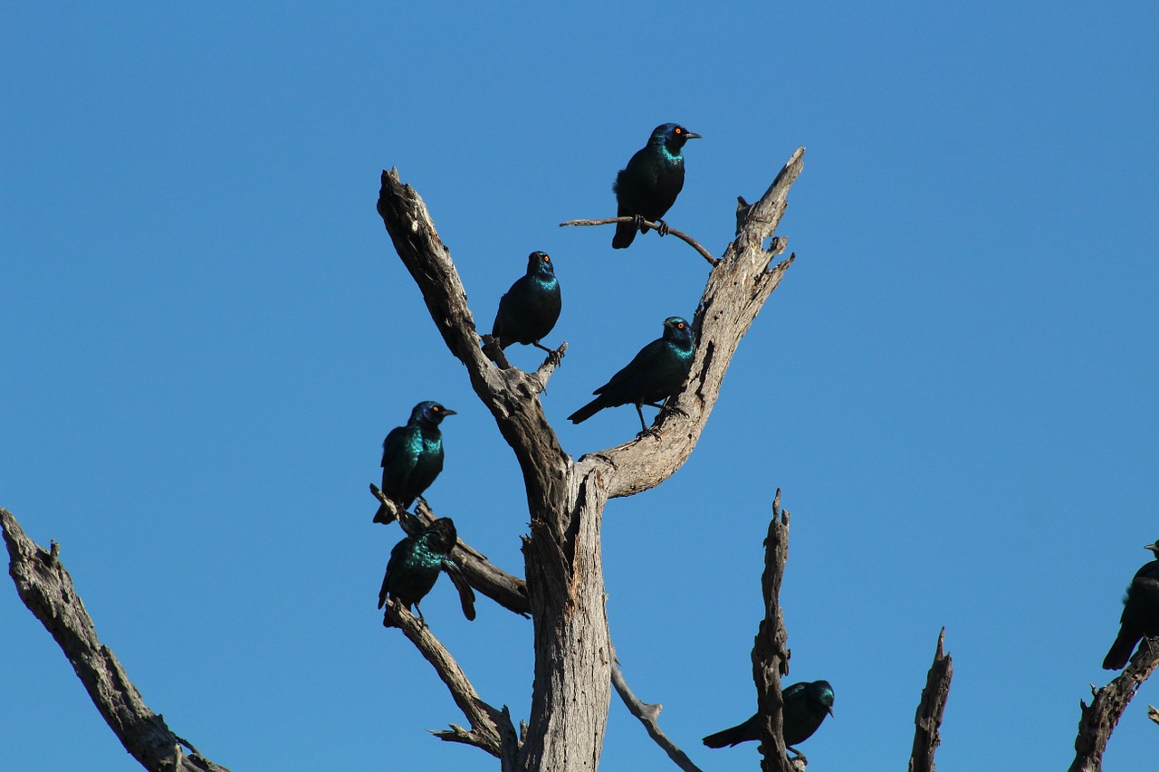 bird africa safari free photo