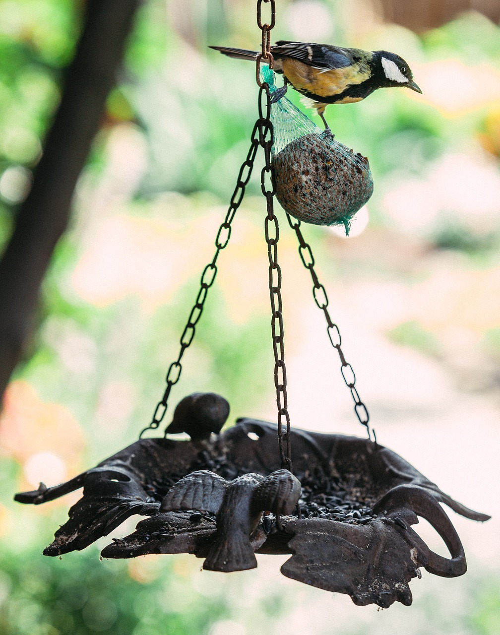 bird feeding tit free photo