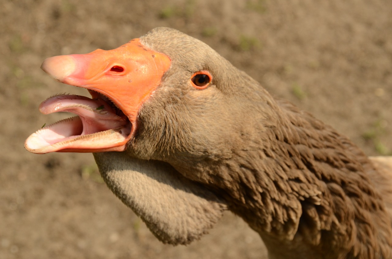 bird goose beak free photo