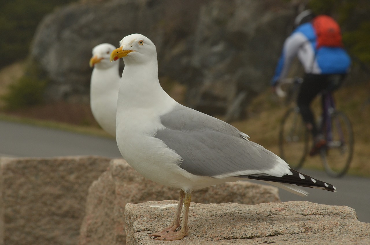 bird seagull bicycle free photo