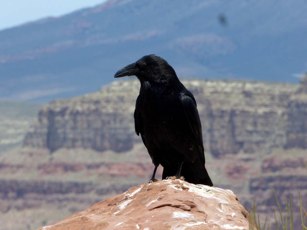 bird raven crow free photo