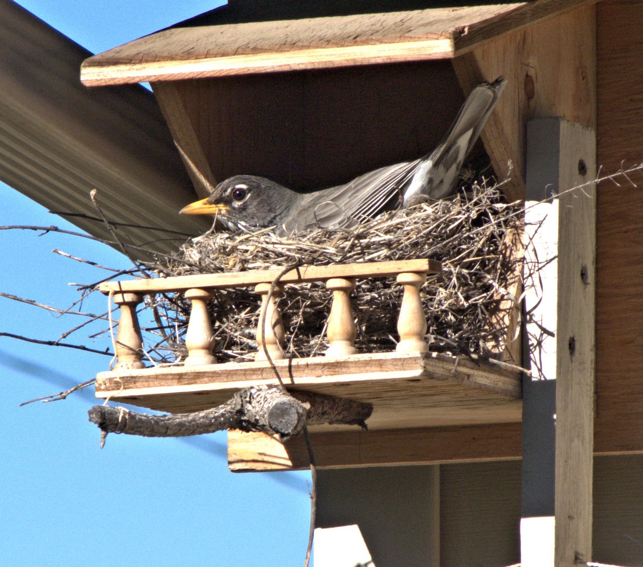 bird robin nest free photo