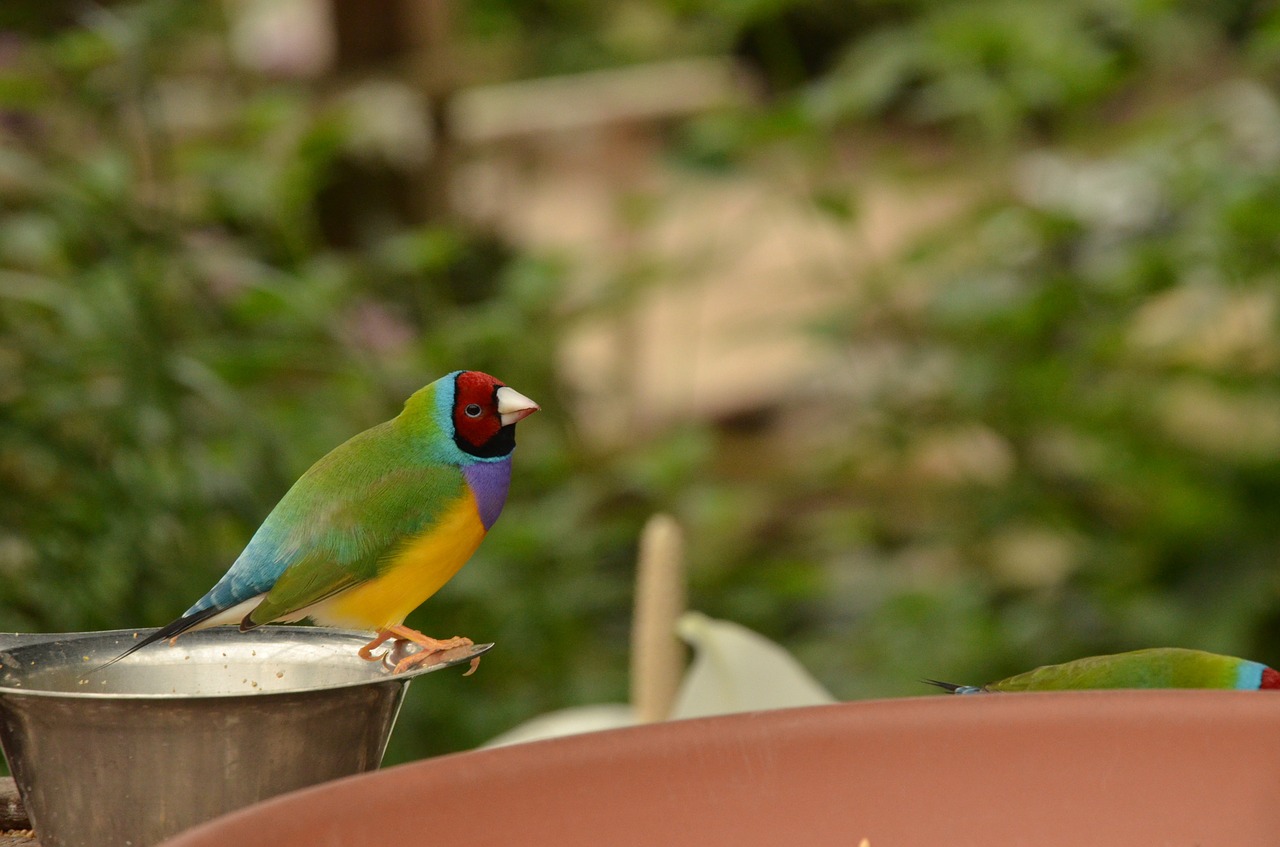 bird exotic colorful free photo