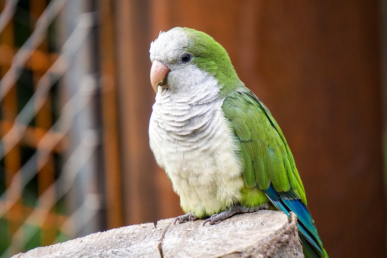 bird zoo parakeet free photo