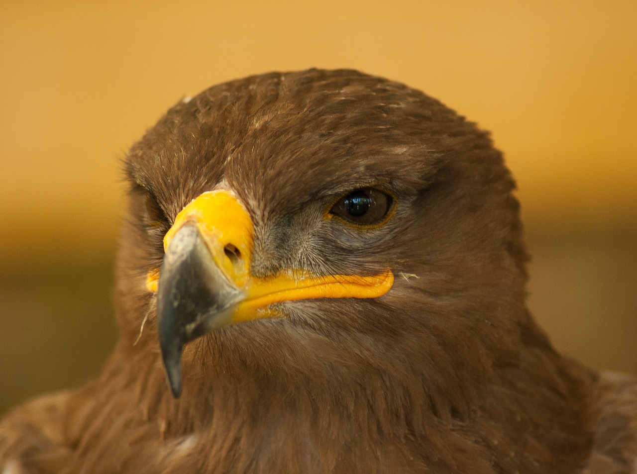 bird falcon steppe free photo
