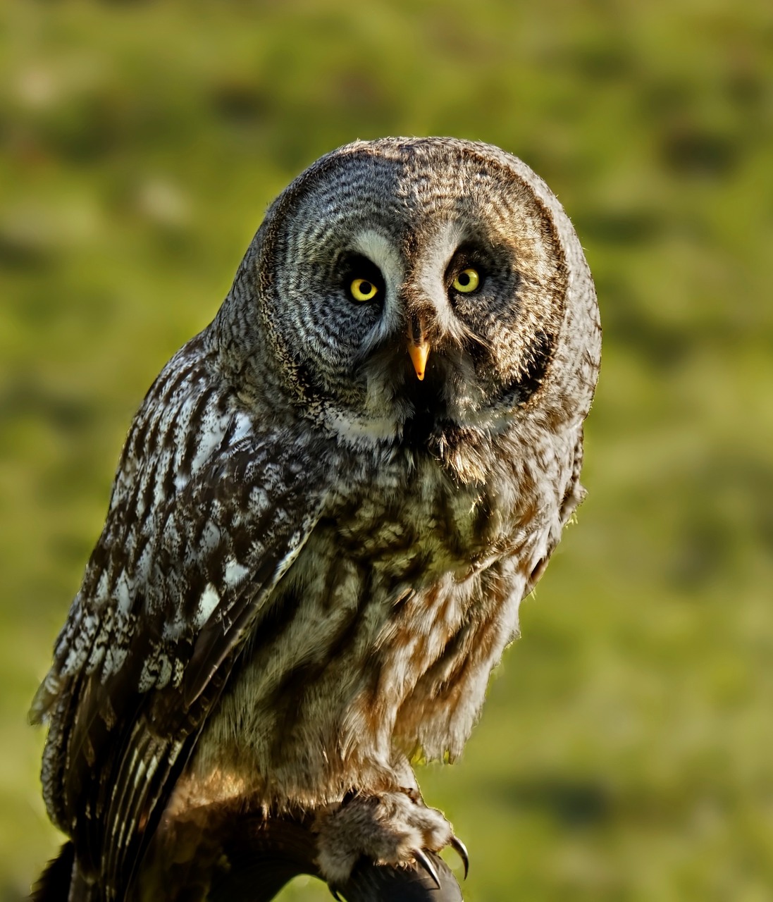 bird owl raptor free photo
