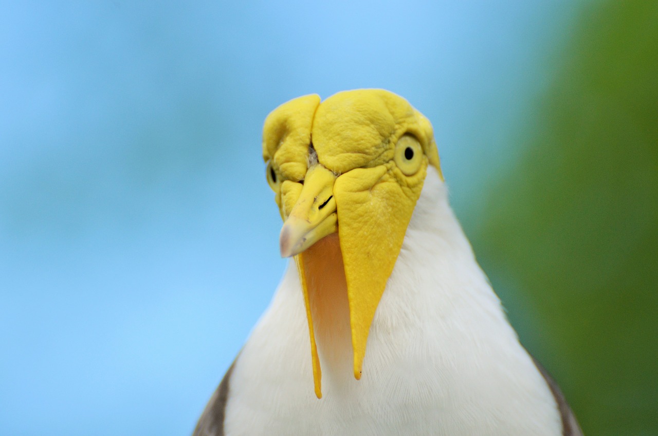 bird exotic bird yellow-headed bird free photo